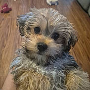 Teddy joined the competition — help win amazing prizes! adorable, animal, closeup, companion, cute, dog, domestic, face, fluffy, fur, hand, indoor, looking_at_camera, mammal, pet, puppy, small_dog, toys, wooden_floor, young