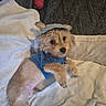 Teddy joined the competition — help win amazing prizes! animal, ball, blanket, blue_shirt, cozy, cute, dog, fur, gray_blanket, headband, indoor, lying_down, pet, playful, puppy, resting, small_dog, soft_texture, toy, white_blanket