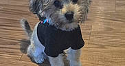 Teddy joined the competition — help win amazing prizes! adorable, animal, black_shirt, companion, curious, cute, dog, domestic_animal, fluffy, friendly, fur, indoor, looking_up, pet, puppy, shadow, sitting, small_dog, wooden_floor, young_dog