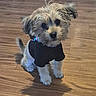 adorable, animal, black_shirt, companion, curious, cute, dog, domestic_animal, fluffy, friendly, fur, indoor, looking_up, pet, puppy, shadow, sitting, small_dog, wooden_floor, young_dog