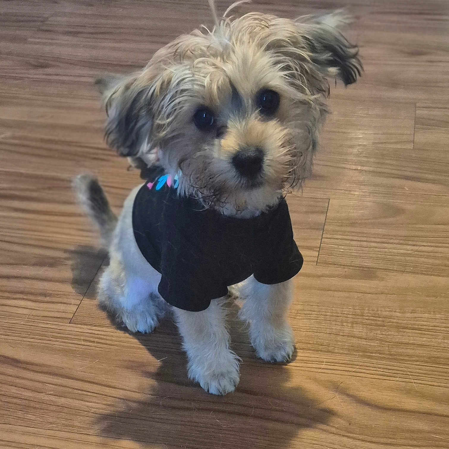 Teddy