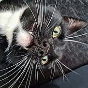 Bowser is registered to the contest to win money with this photo: animal, black_and_white, cat, close_up, curious, cute, domestic_cat, face, fangs, feline, fur, indoor, lying_down, muzzle, pet, portrait, relaxed, texture, whiskers, yellow_eyes