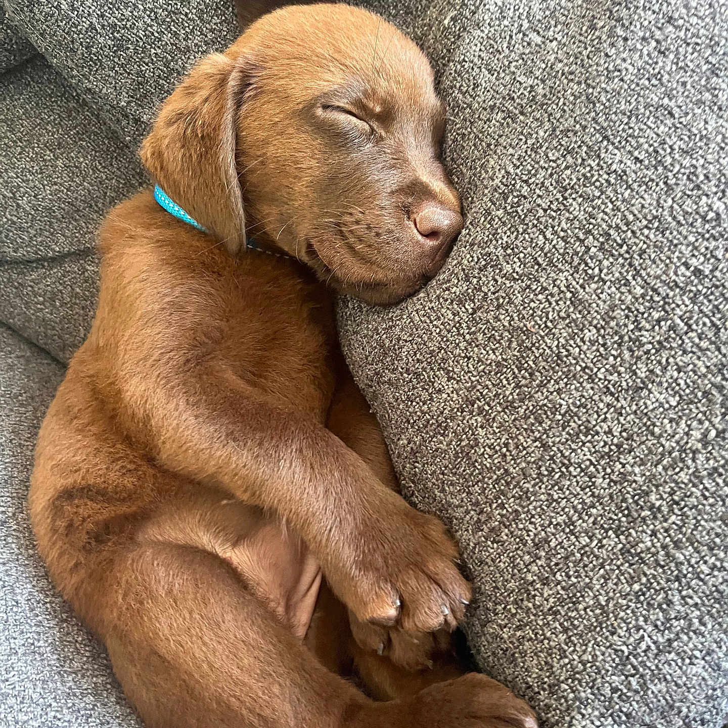 Bailey is registered to the contest to win money with this photo: animal, beagle, blanket, bulldog, canine, couch, cushion, dog, face, furniture, homedecor, hound, labradorretriever, linen, person, pet, pitbull, pointer, puppy, sleeping