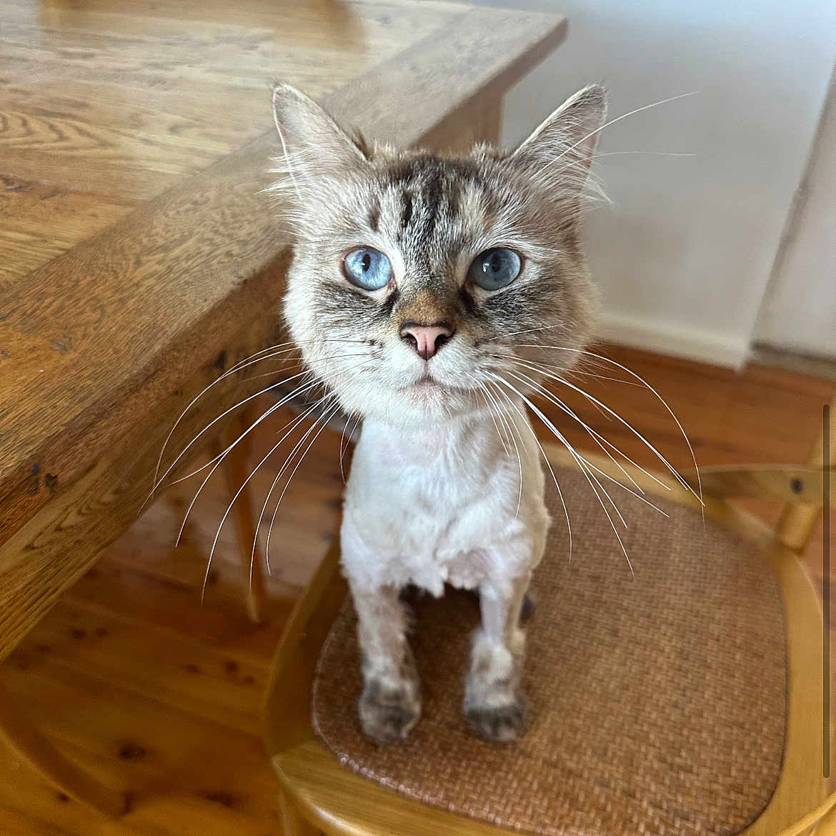 Hazel joined the competition — help win amazing prizes! abyssinian, animal, architecture, building, cat, desk, diningtable, furniture, hardwood, indoors, interiordesign, kitten, manx, pet, plywood, siamese, stainedwood, table, tabletop, wood