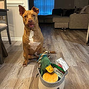 Benji joined the competition — help win amazing prizes! basket, brown_dog, chair, couch, dog, dog_sitting, dog_toy, fetch, floor, furniture, green_duck_toy, home_interior, indoors, living_room, pet, pet_toy, pet_treats, stuffed_animal, toy, wooden_floor