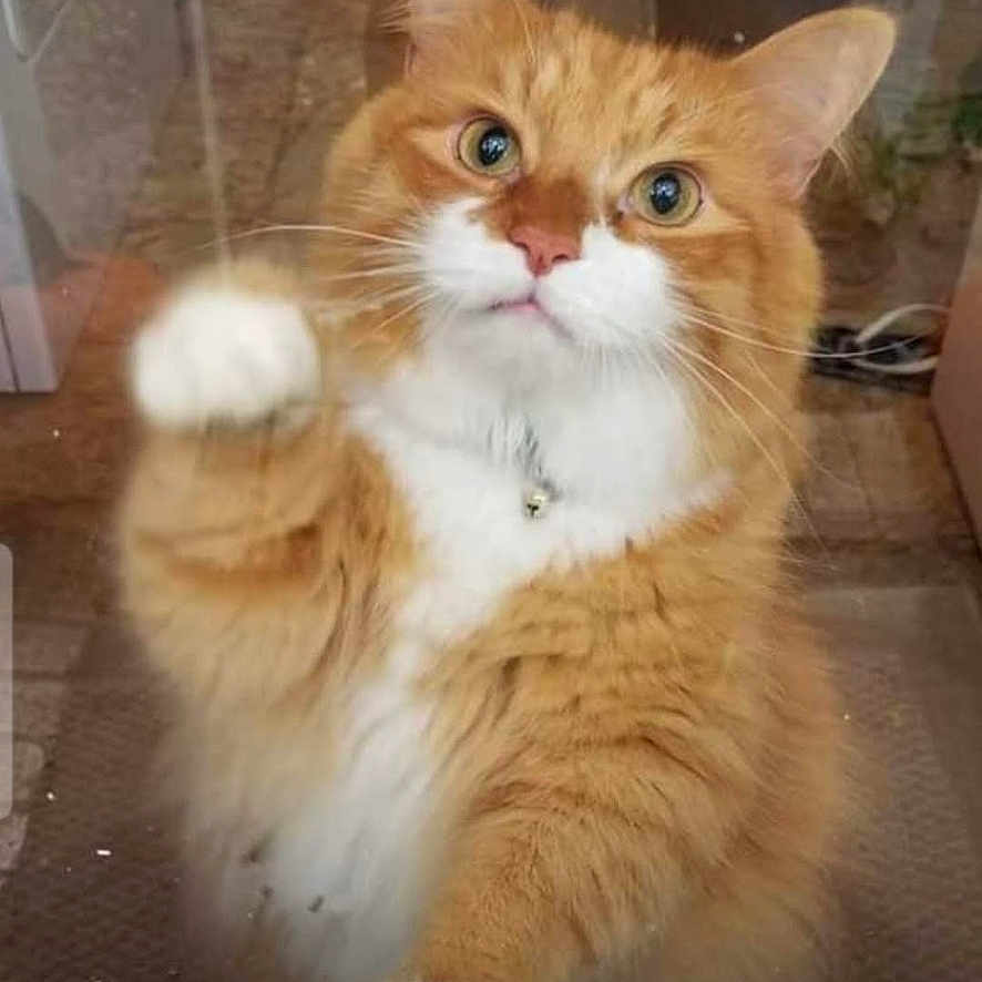 Simba joined the competition — help win amazing prizes! abyssinian, angora, animal, art, cat, citrusfruit, computerhardware, electronics, food, hardware, indoors, interiordesign, kitten, manx, monitor, painting, pet, screen, snout, window