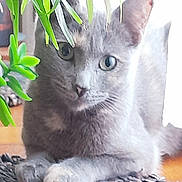 Penelote participe au concours pour gagner de l'argent avec cette photo : cat, gray_cat, plant, green_leaves, indoor, pet, feline, curious, lounging, mat, texture, close_up, animal, whiskers, ears, eyes, floor, home, cozy, relaxed