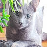 animal, cat, close_up, cozy, curious, ears, eyes, feline, floor, gray_cat, green_leaves, home, indoor, lounging, mat, pet, plant, relaxed, texture, whiskers