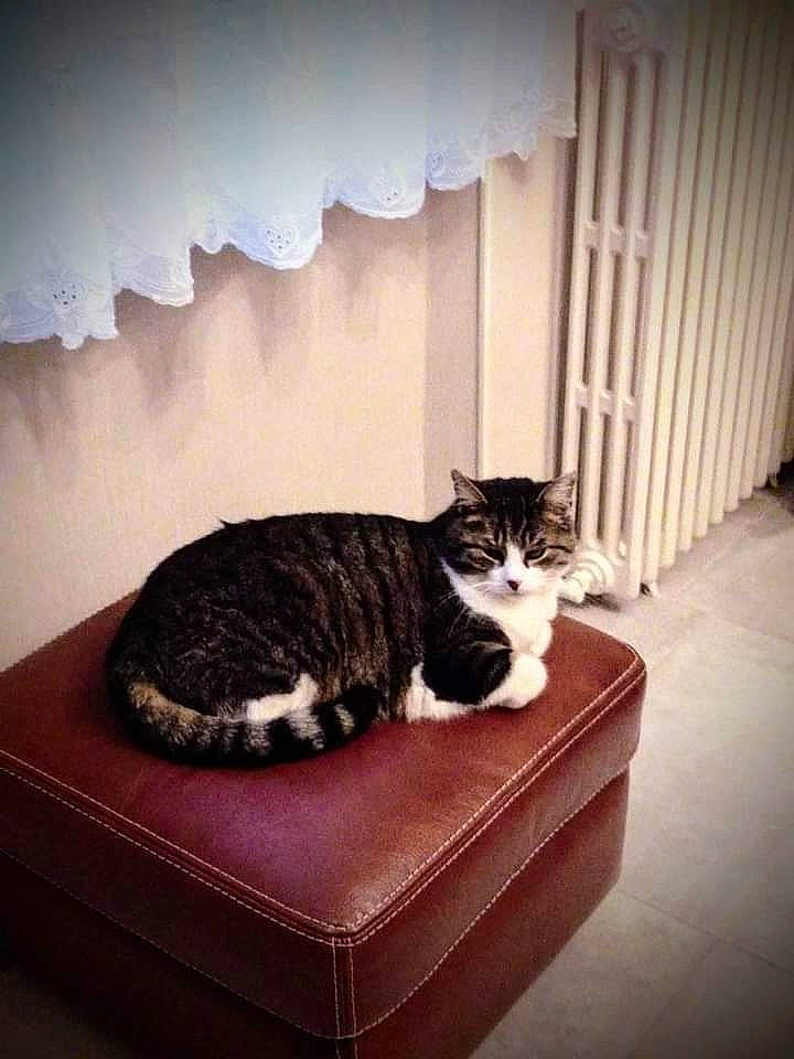 Toupy participe au concours pour gagner de l'argent avec cette photo : carnivore, cat, comfort, domestic_short_haired_cat, felidae, flooring, fur, grey, hardwood, interior_design, monochrome_photography, rectangle, room, sitting, small_to_medium_sized_cats, tail, tints_and_shades, whiskers, window, wood