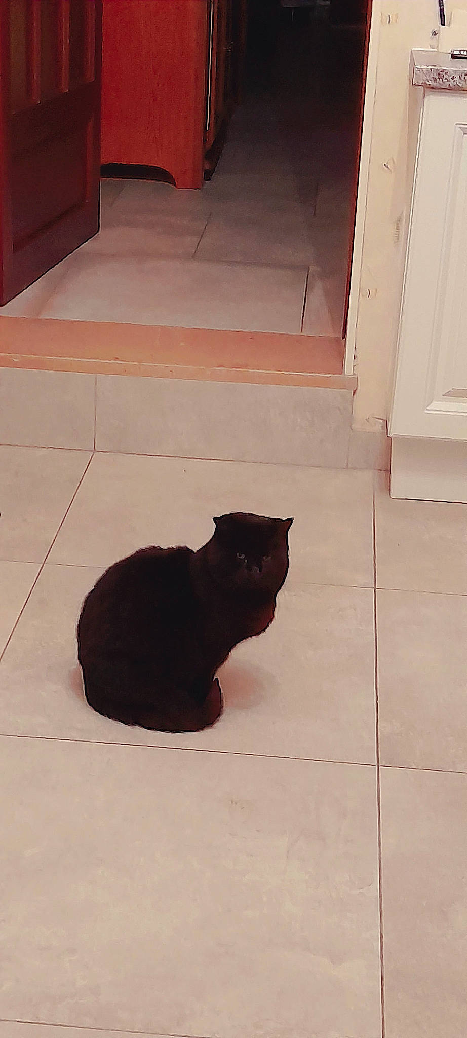 Roukye a rejoint le concours — aidez-le/la à gagner de superbes lots ! black_cat, bombay, carnivore, cat, domestic_short_haired_cat, door, felidae, floor, flooring, fur, grey, hardwood, rectangle, small_to_medium_sized_cats, snout, tail, terrestrial_animal, tints_and_shades, whiskers, wood