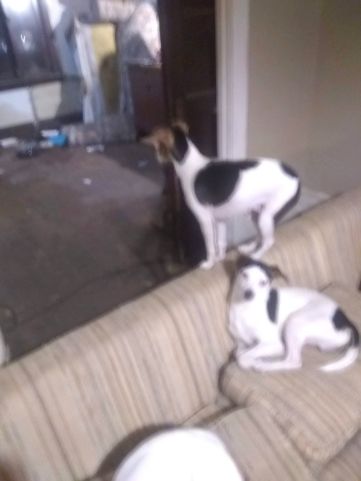 Charlie Brown joined the competition — help win amazing prizes! brazilian_terrier, canidae, carnivore, chilean_fox_terrier, companion_dog, danish_swedish_farmdog, dog, dog_breed, fawn, fox_terrier, jack_russell_terrier, mammal, pointer, puppy, rat_terrier, ratonero_bodeguero_andaluz, smooth_fox_terrier, sporting_group, tail, vertebrate