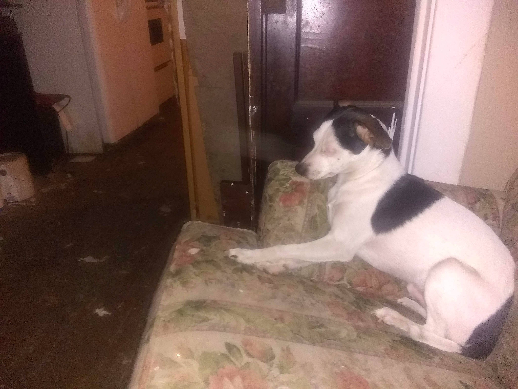 Charlie Brown is registered to the contest to win money with this photo: canidae, carnivore, companion_dog, dog, dog_breed, fawn, mammal, non_sporting_group, tail