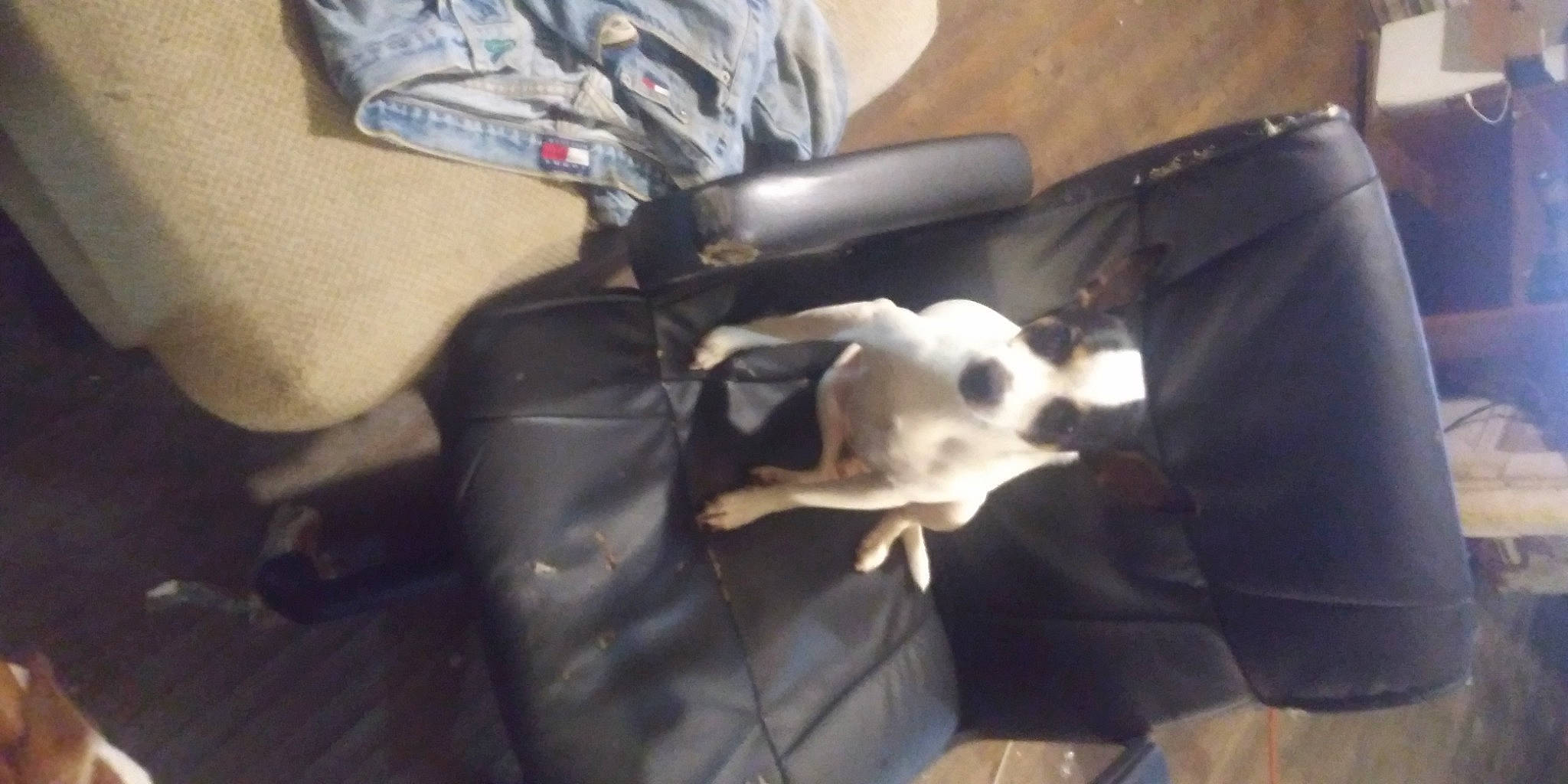 Peanut is registered to the contest to win money with this photo: auto_part, automotive_exterior, bumper, canidae, carnivore, dog, dog_breed, sporting_group