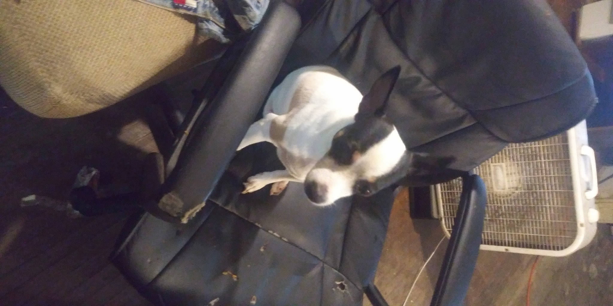 Peanut joined the competition — help win amazing prizes! boston_terrier, canidae, carnivore, companion_dog, dog, dog_breed, fawn, non_sporting_group, pit_bull, puppy, snout, sporting_group