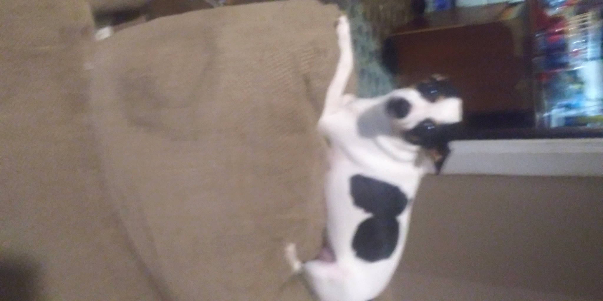 Peanut joined the competition — help win amazing prizes! boston_terrier, canidae, carnivore, cat, danish_swedish_farmdog, dog, dog_breed, fox_terrier, jack_russell_terrier, mammal, miniature_fox_terrier, non_sporting_group, rat_terrier, ratonero_bodeguero_andaluz, russell_terrier, smooth_fox_terrier, sporting_group, tail, toy_fox_terrier, whiskers