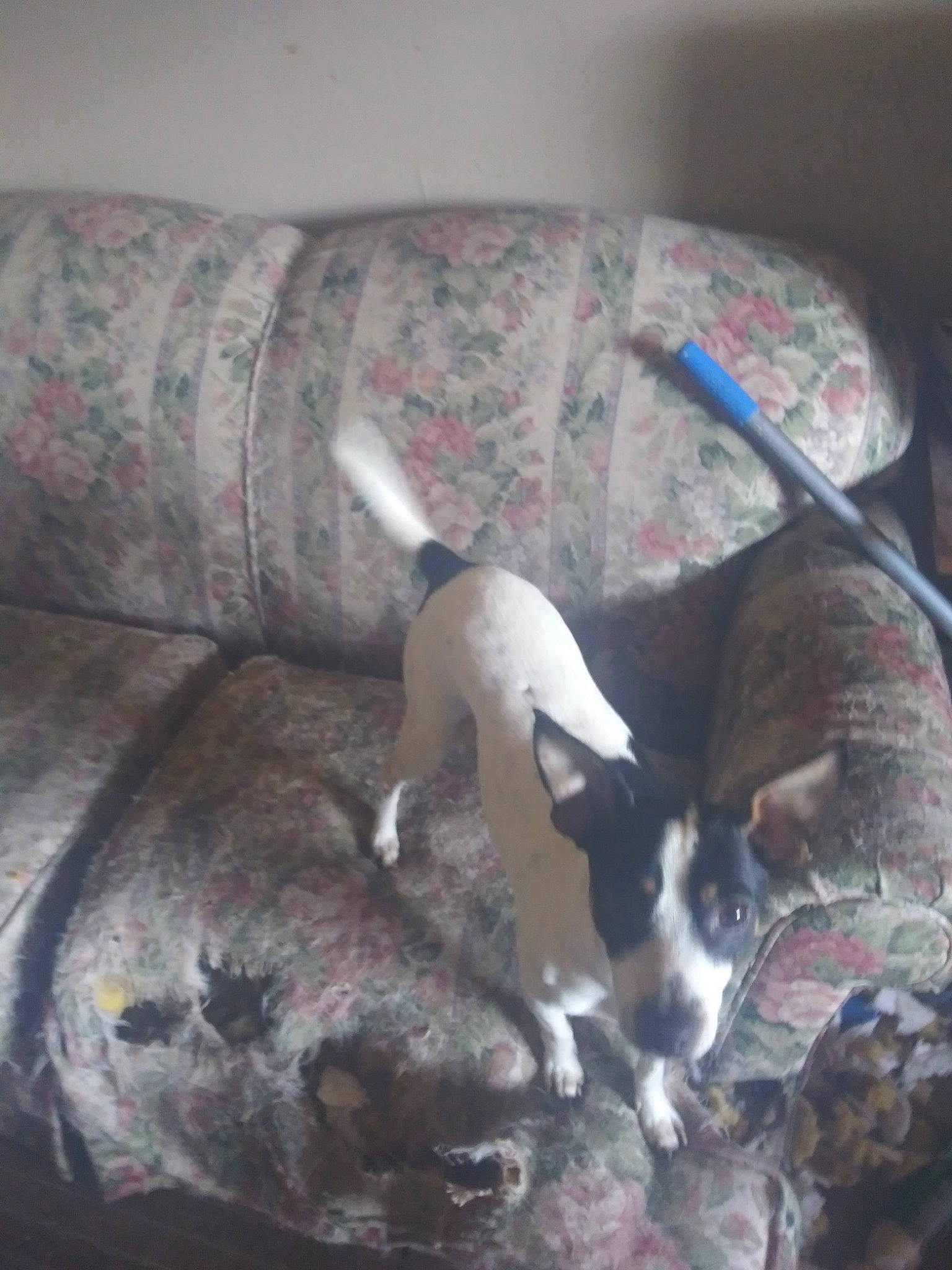 Jasper is registered to the contest to win money with this photo: american_pit_bull_terrier, bull_terrier, canidae, carnivore, dog, dog_breed, non_sporting_group, whippet