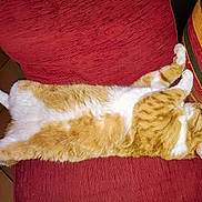 Tigrou participe au concours pour gagner de l'argent avec cette photo : cat, orange_cat, white_fur, sleeping, relaxed, couch, red_couch, striped_cushion, indoor, pet, feline, fur, animal, resting, cozy, home, tile_floor, paws, cute, domestic_cat