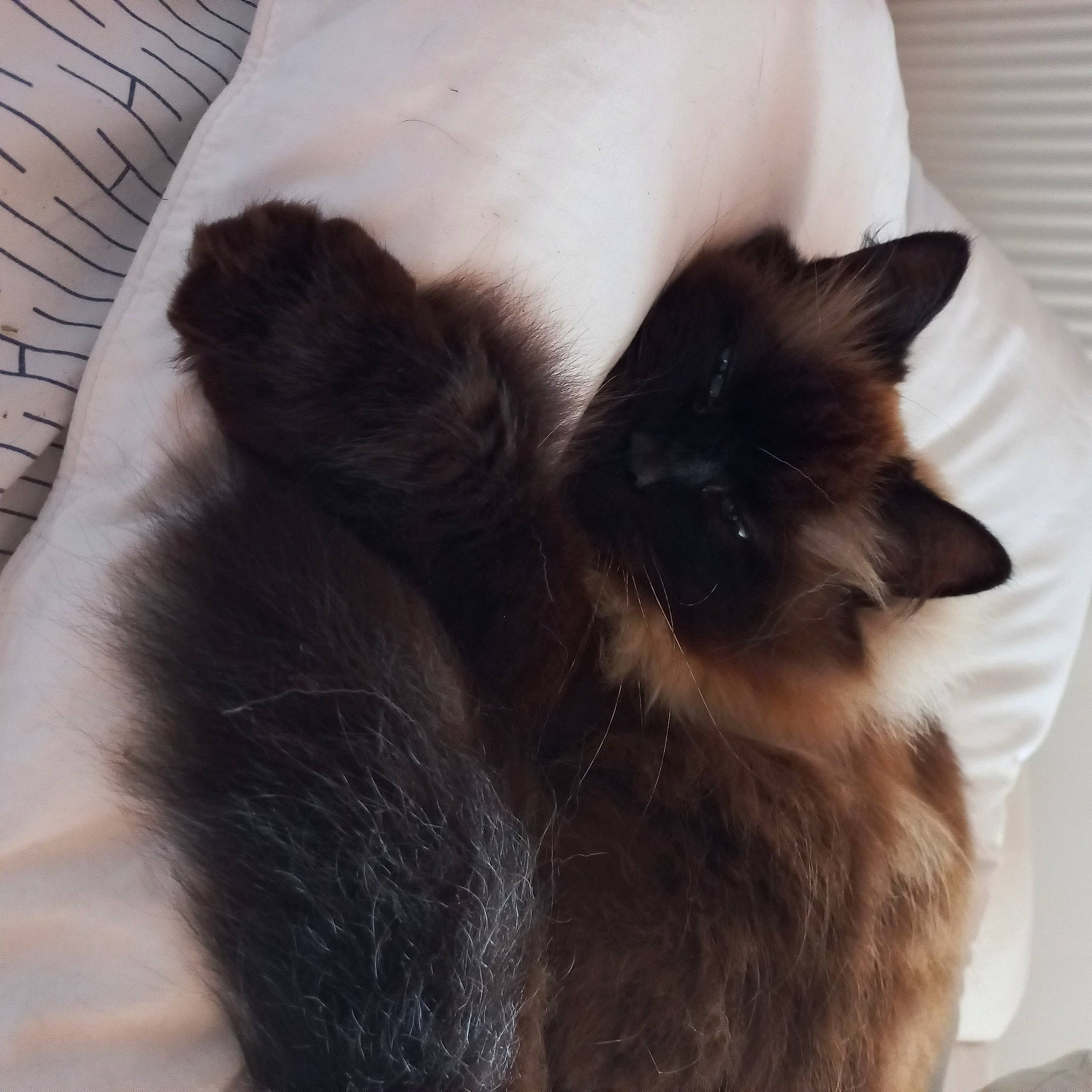 Miss participe au concours pour gagner de l'argent avec cette photo : balinese, birman, carnivore, cat, claw, comfort, fawn, felidae, flooring, fur, mammal, nap, paw, siamese, small_to_medium_sized_cats, snout, tail, thai, vertebrate, whiskers