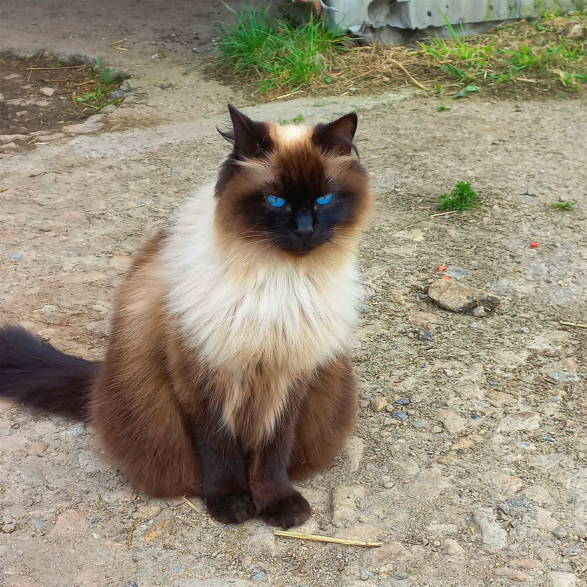 Miss participe au concours pour gagner de l'argent avec cette photo : balinese, birman, carnivore, cat, fawn, felidae, flowerpot, fur, grass, iris, plant, ragdoll, siamese, small_to_medium_sized_cats, snout, tail, terrestrial_animal, thai, whiskers