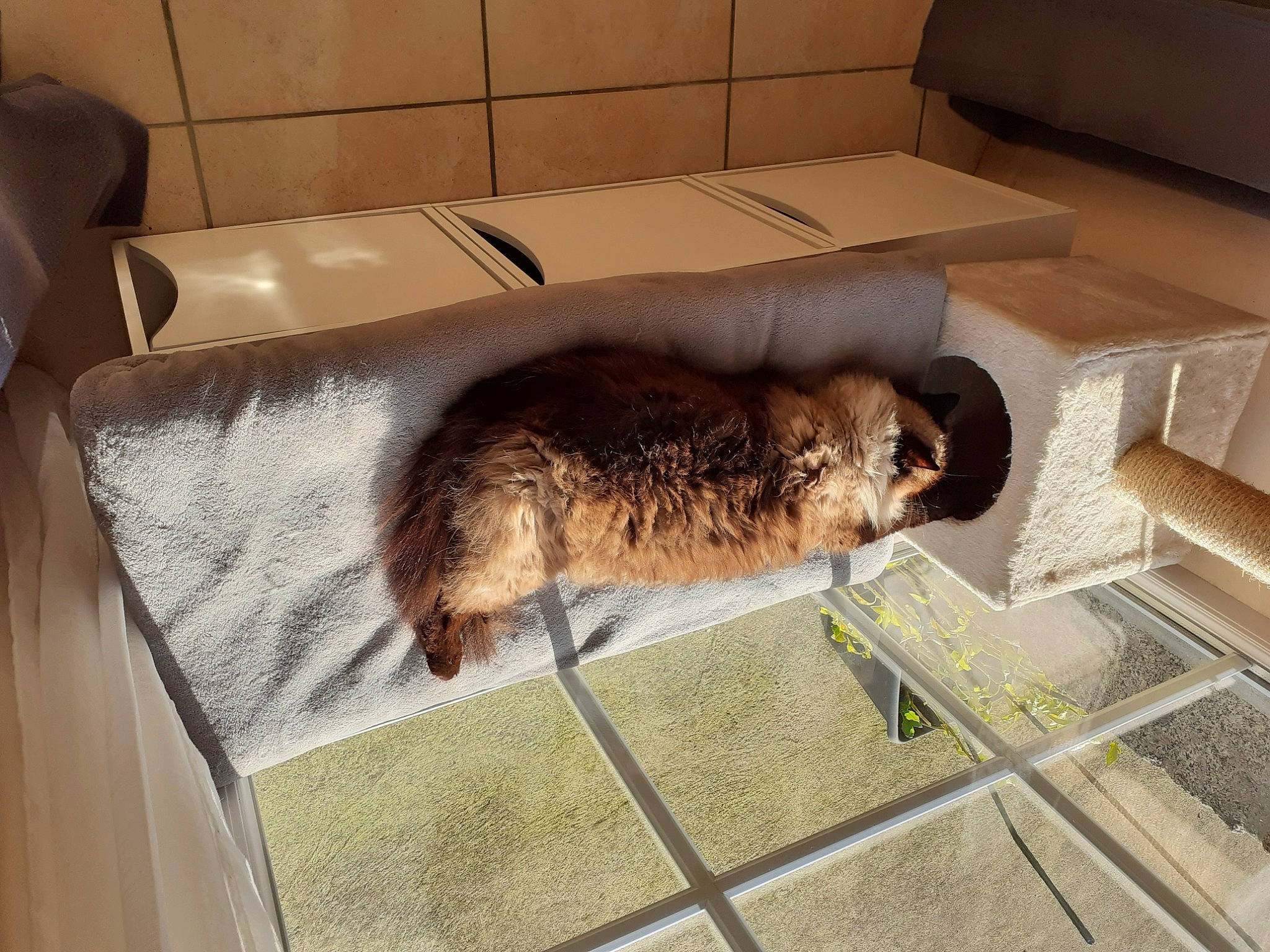 Miss participe au concours pour gagner de l'argent avec cette photo : canidae, carnivore, comfort, couch, dog_breed, fawn, felidae, floor, flooring, fur, pet_supply, rabbit, room, small_to_medium_sized_cats, snout, sporting_group, tail, terrestrial_animal, vertebrate, whiskers