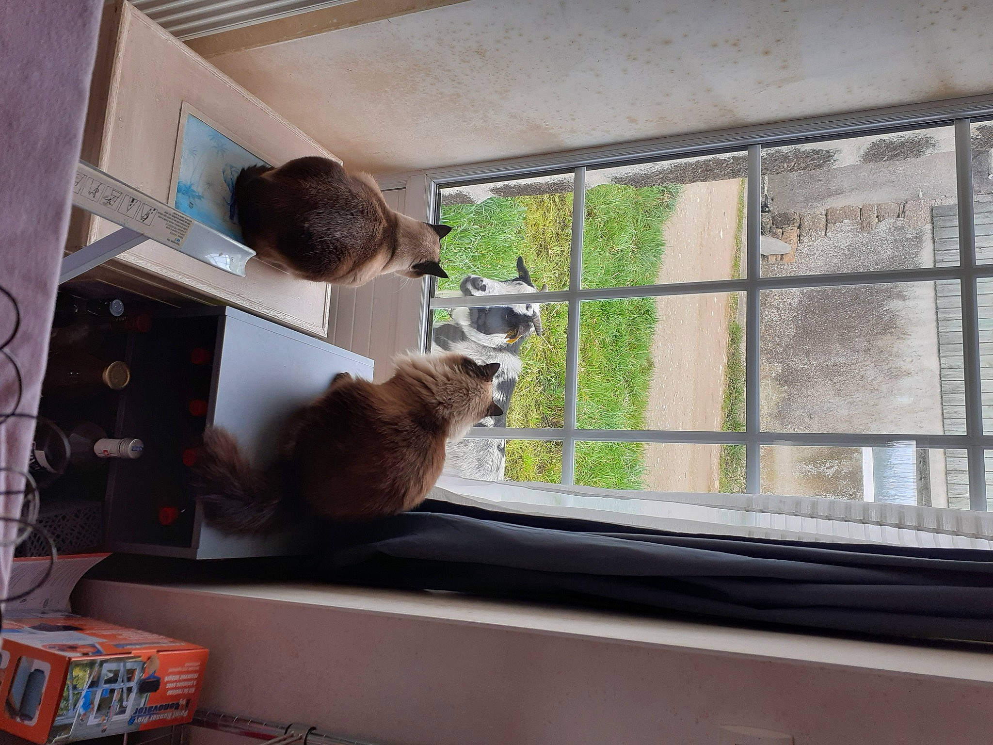 Miss a rejoint le concours — aidez-le/la à gagner de superbes lots ! building, carnivore, cat, comfort, fawn, felidae, hardwood, house, interior_design, living_room, plant, sash_window, shade, shelving, shipping_box, small_to_medium_sized_cats, tints_and_shades, whiskers, window, wood