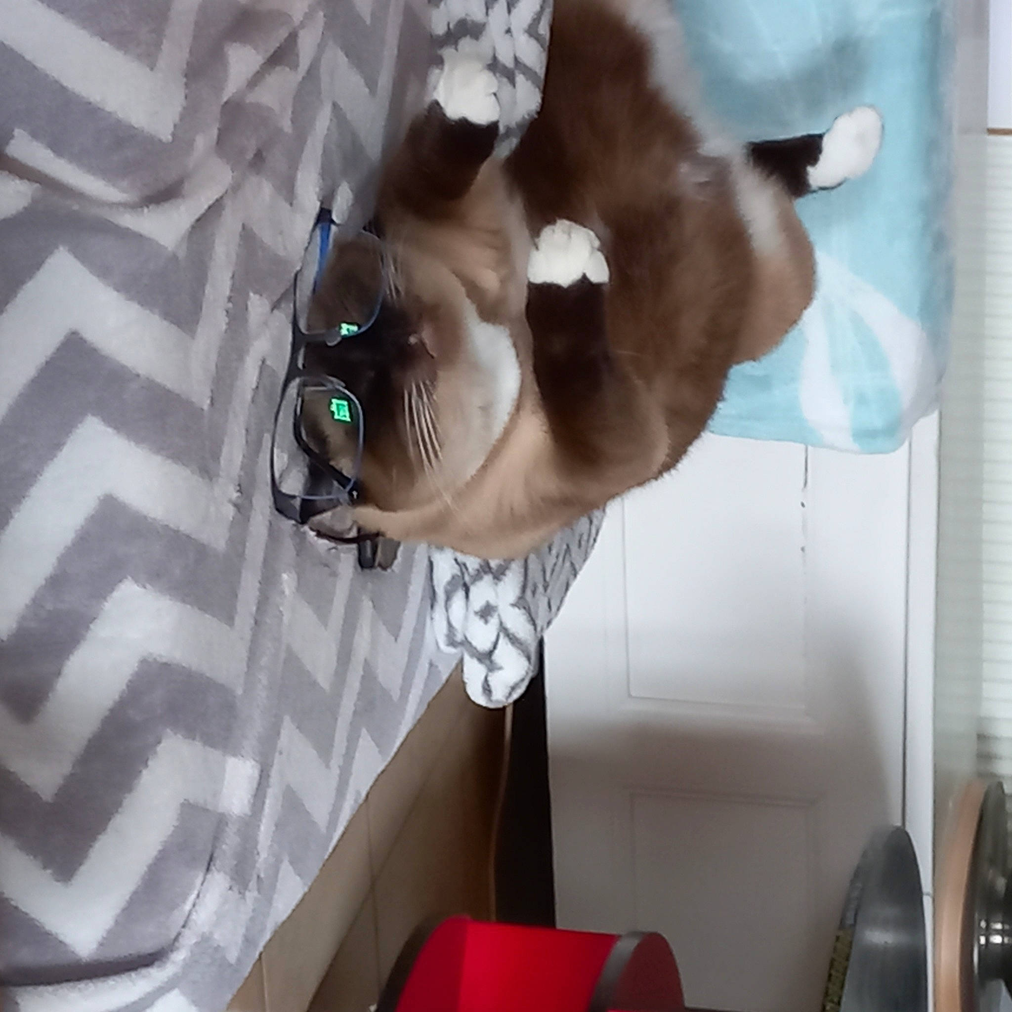 Chipie participe au concours pour gagner de l'argent avec cette photo : canidae, carnivore, cat, collar, comfort, companion_dog, dog, dog_breed, eyewear, fawn, felidae, fur, plant, siamese, small_to_medium_sized_cats, snout, sporting_group, tail, whiskers, working_animal