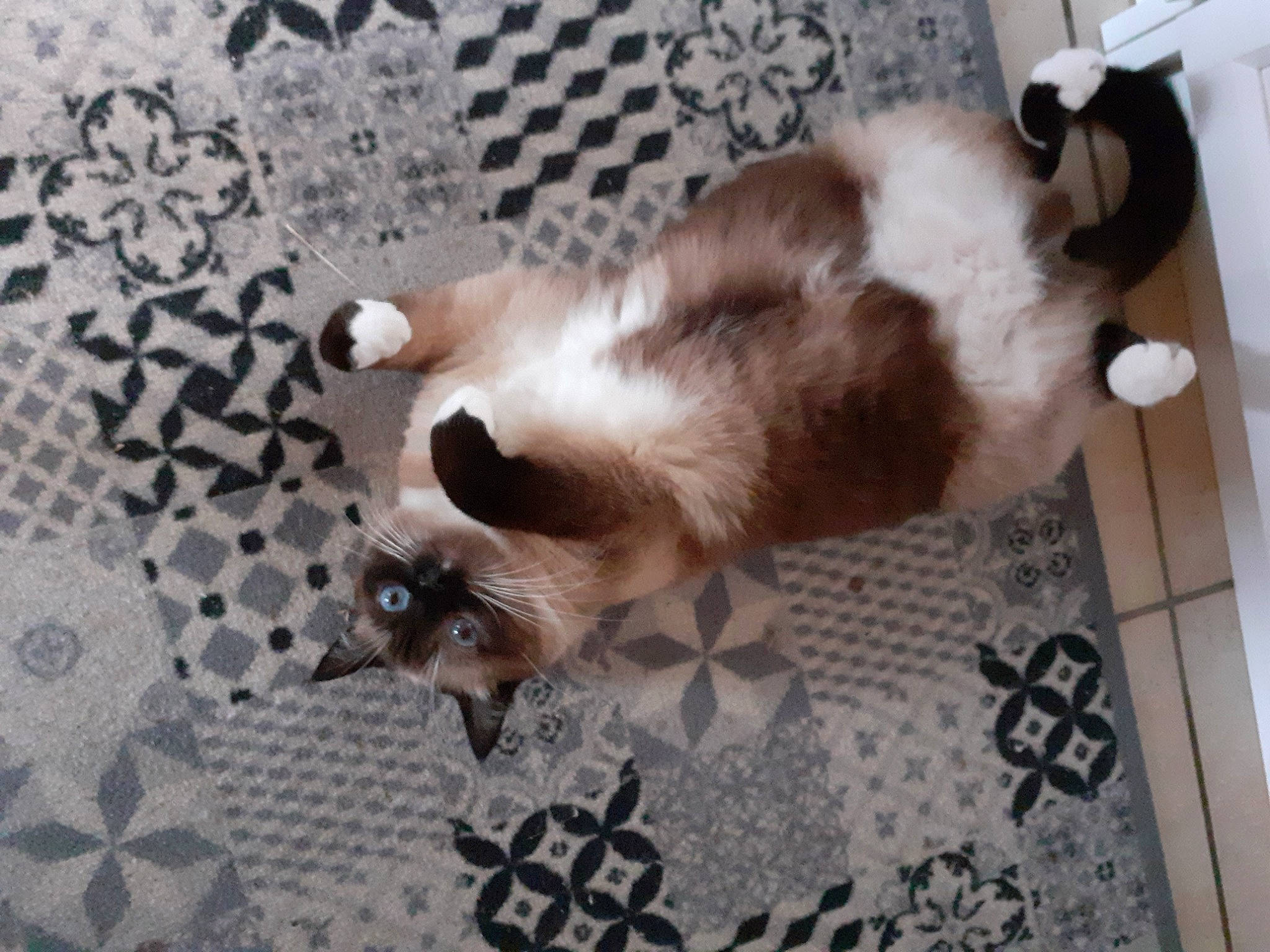 Chipie participe au concours pour gagner de l'argent avec cette photo : balinese, carnivore, cat, comfort, companion_dog, dog_breed, domestic_short_haired_cat, fawn, felidae, flooring, fur, hardwood, linens, paw, siamese, small_to_medium_sized_cats, snout, tail, thai, whiskers