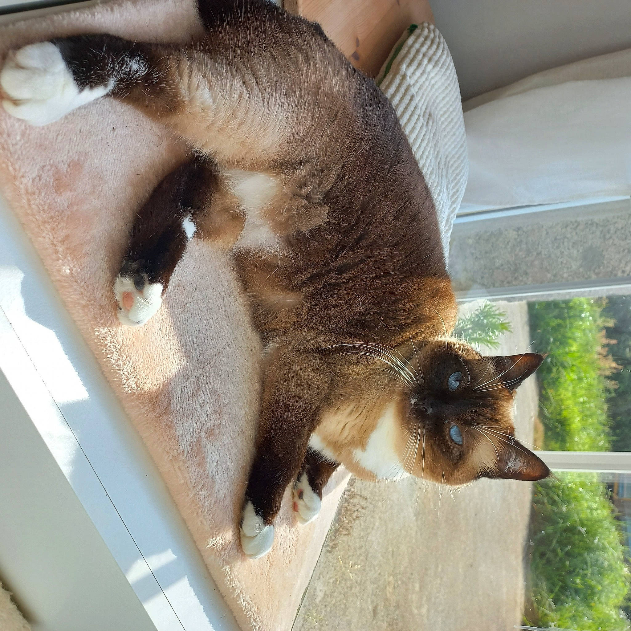 Chipie a rejoint le concours — aidez-le/la à gagner de superbes lots ! carnivore, cat, claw, comfort, couch, domestic_short_haired_cat, fawn, felidae, fur, houseplant, pet_supply, plant, siamese, small_to_medium_sized_cats, snout, tail, thai, whiskers, window, wood