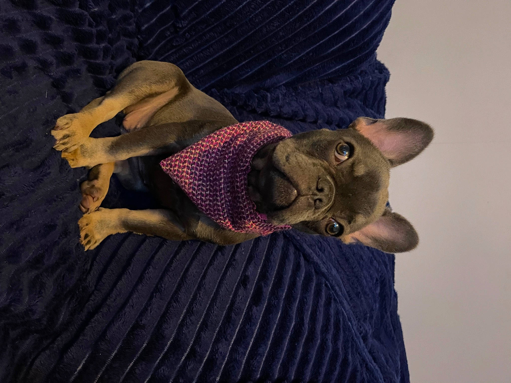 Maggie joined the competition — help win amazing prizes! animation, canidae, fawn, felidae, fictional_character, flesh, fur, gesture, grey, pocket, selfie, sleeve, small_to_medium_sized_cats, snout, sunglasses, tail, visual_arts, waist, whiskers, wood