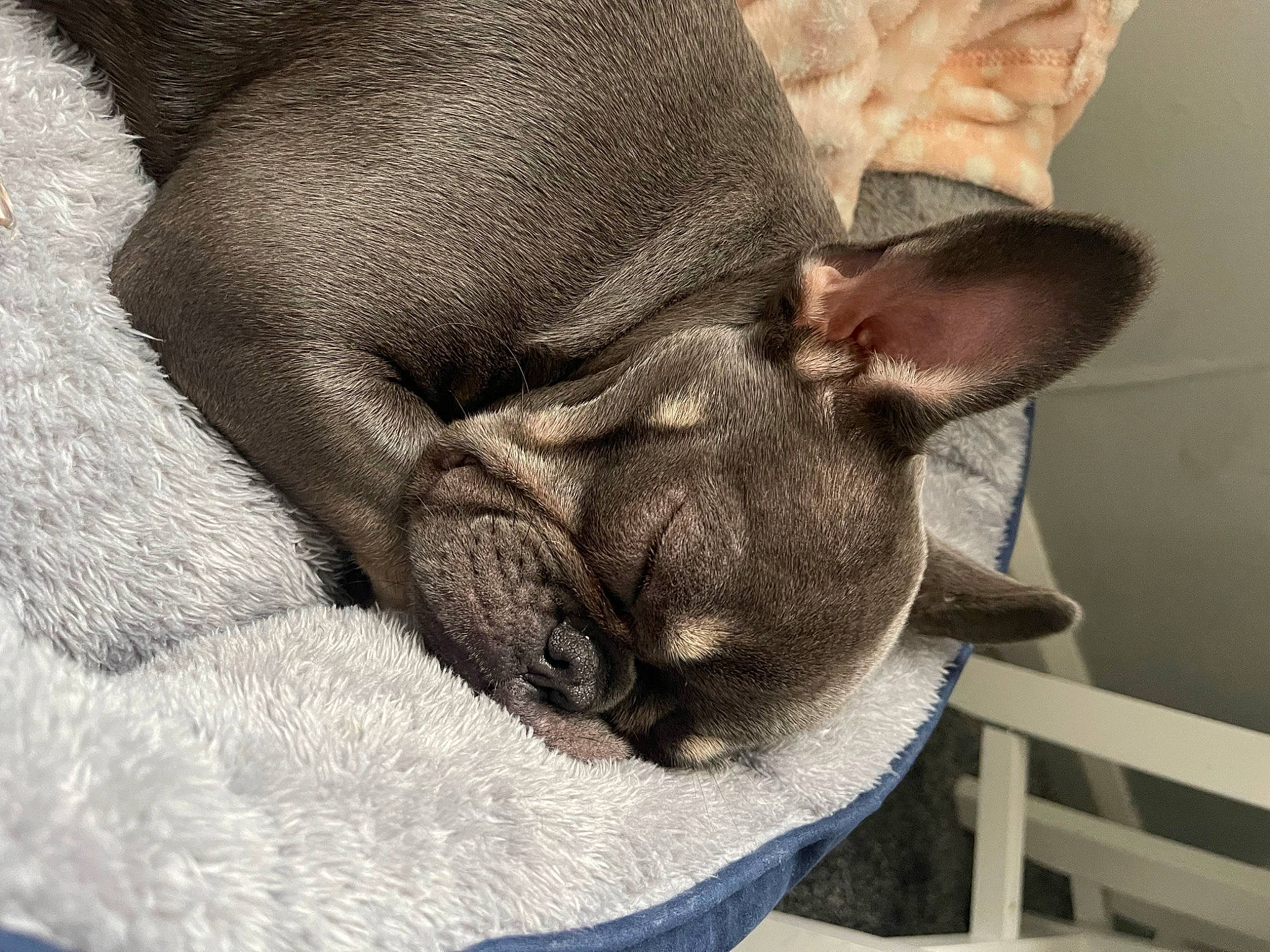 Maggie is registered to the contest to win money with this photo: canidae, carnivore, comfort, companion_dog, dog, dog_breed, ear, fawn, fur, liver, nap, natural_material, non_sporting_group, sleep, snout, sporting_group, terrestrial_animal, whiskers, working_animal, wrinkle