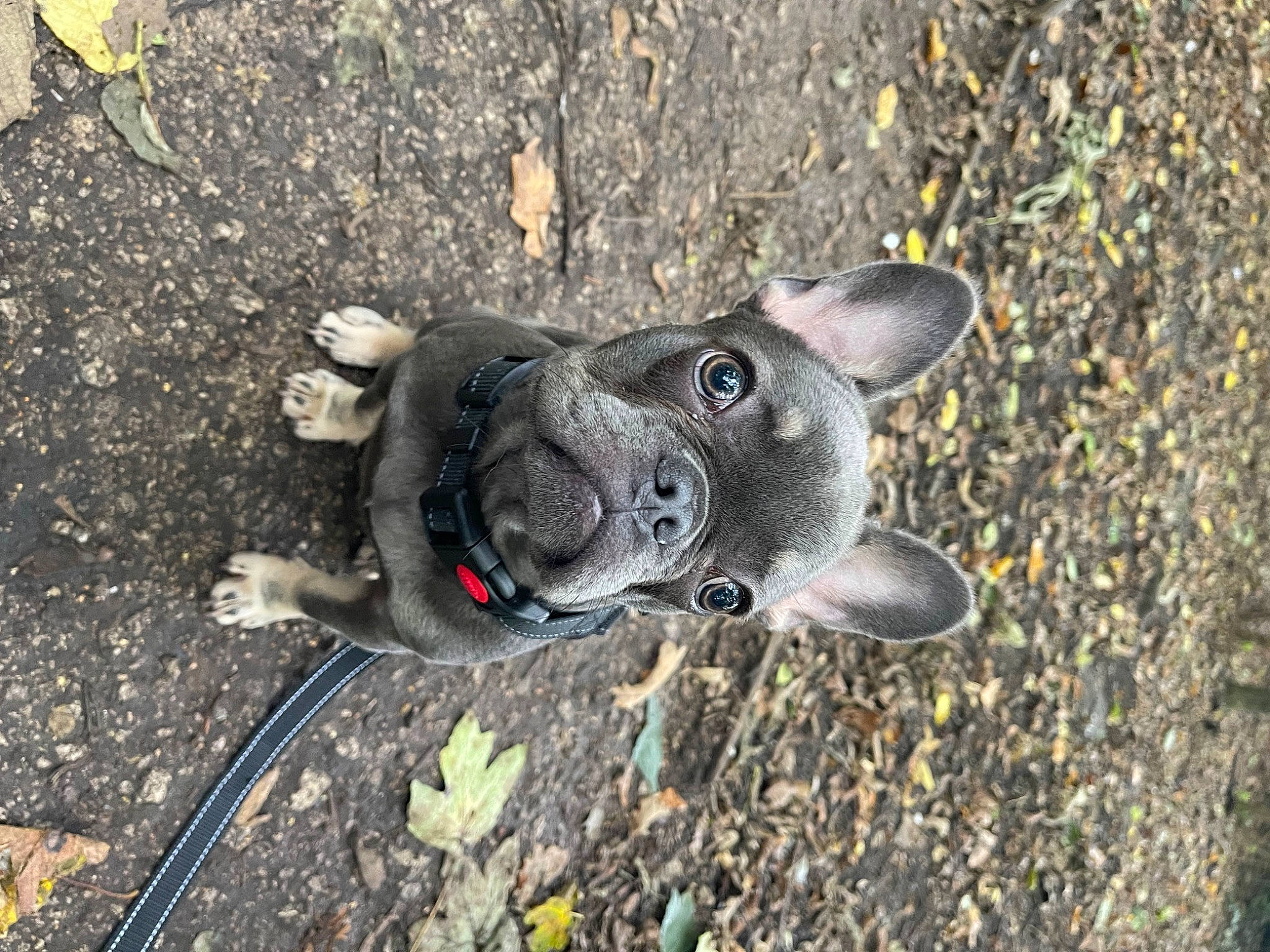 Maggie is registered to the contest to win money with this photo: carmine, carnivore, collar, companion_dog, dog, dog_breed, dog_collar, dog_supply, fawn, grass, non_sporting_group, paw, road_surface, snout, soil, sporting_group, tar, terrestrial_animal, whiskers, working_animal