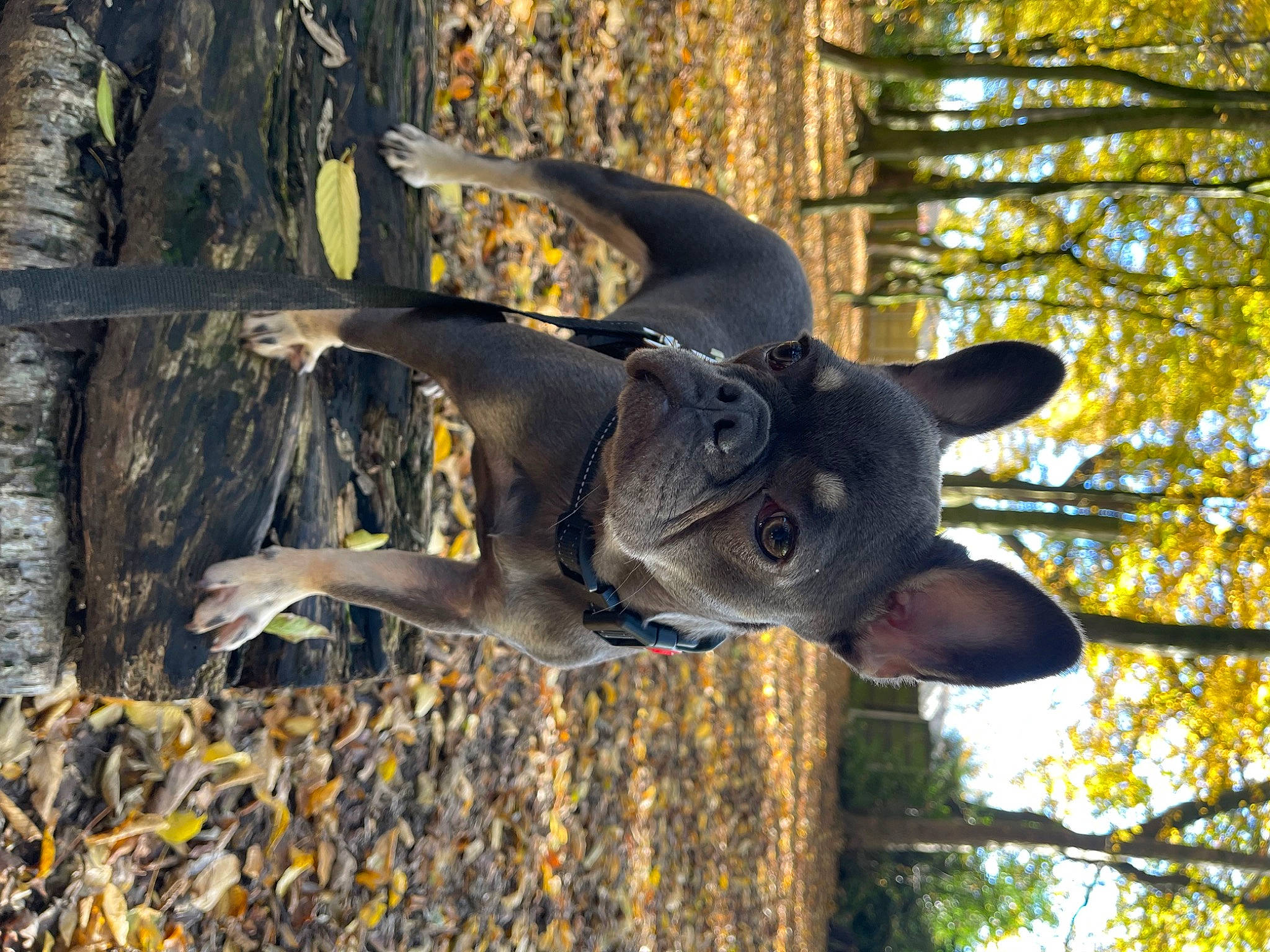 Maggie joined the competition — help win amazing prizes! art, canidae, carnivore, dog, dog_breed, fawn, grass, leaf, plant, sculpture, snout, sporting_group, statue, tail, terrestrial_animal, tree, trunk, twig, wood, working_animal