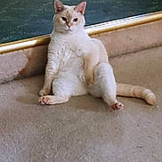 Muffin is registered to the contest to win money with this photo: animal, carpet, cat, cream_colored, curious, cute, domestic, ears, feline, floor, furniture_leg, home, indoor, paws, pet, portrait, relaxed, sitting, tail, whiskers