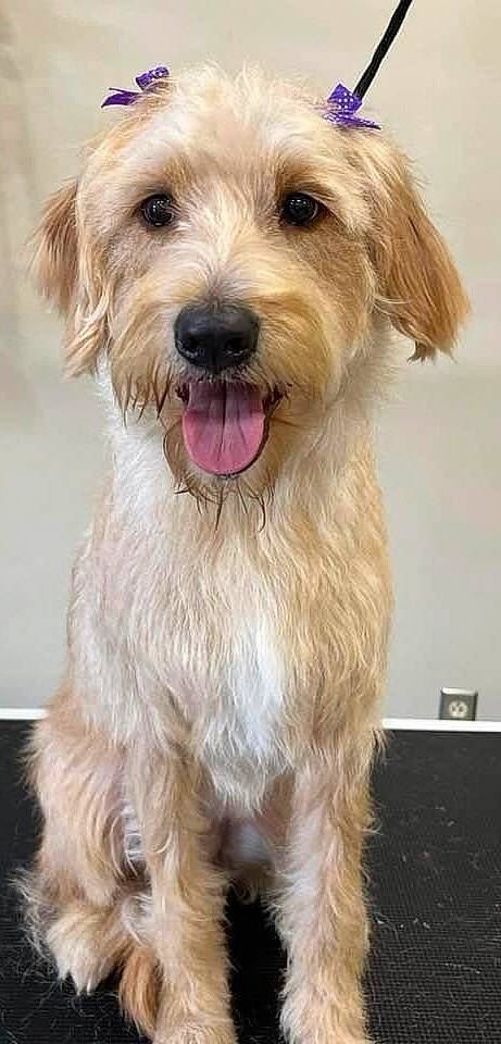 Margo is registered to the contest to win money with this photo: canidae, carnivore, companion_dog, dog, dog_breed, dog_collar, dog_supply, fang, fur, liver, maltepoo, puppy, small_terrier, snout, sporting_group, terrestrial_animal, terrier, toy_dog, working_animal