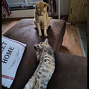 Star Et Alita a rejoint le concours — aidez-le/la à gagner de superbes lots ! brown, cat, comfortable, couch, cozy, curtains, domestic, feline, home, indoor, living_room, orange_cat, pet, pillow, playing, relaxing, stretching, tabby_cat, window, wood_floor
