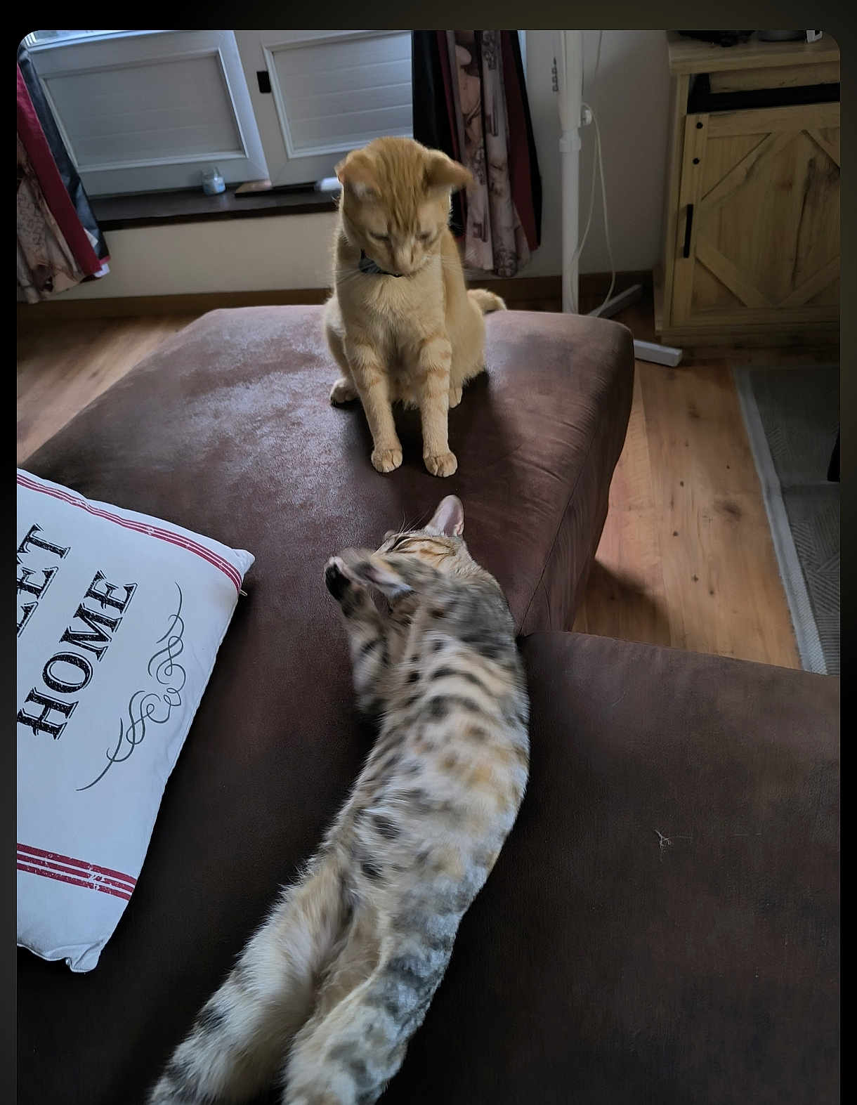 Star Et Alita