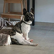 Vegas a rejoint le concours — aidez-le/la à gagner de superbes lots ! dog, french_bulldog, brindle, white, pet, indoor, floor, blanket, wooden_chair, tile_floor, collar, animal, sitting, looking, ears_up, domestic_animal, canine, companion, cute, alert