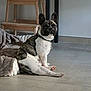 dog, french_bulldog, brindle, white, pet, indoor, floor, blanket, wooden_chair, tile_floor, collar, animal, sitting, looking, ears_up, domestic_animal, canine, companion, cute, alert