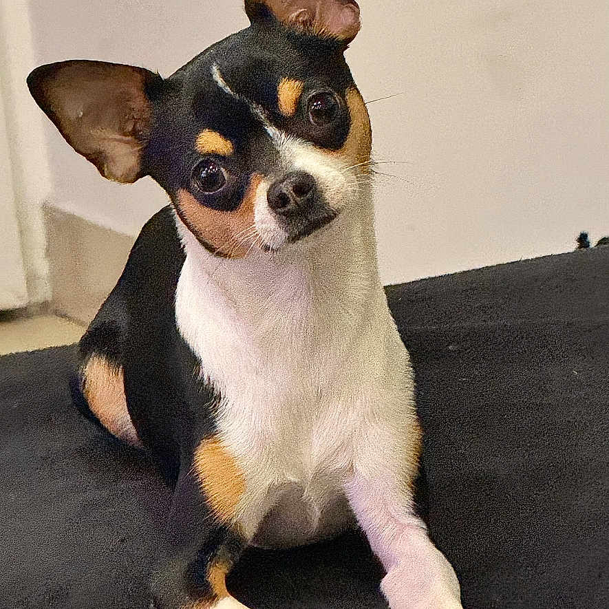 Usher participe au concours pour gagner de l'argent avec cette photo : accessories, animal, beagle, bostonbull, bulldog, canine, chihuahua, dog, hound, leash, pet, puppy, snout, strap, terrier