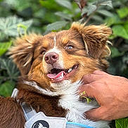 Bouba participe au concours pour gagner de l'argent avec cette photo : dog, pet, happy, smiling, tongue_out, fur, collar, hand, scratching, outdoor, greenery, leaf, close_up, brown, white, canine, nature, playful, animal, companion