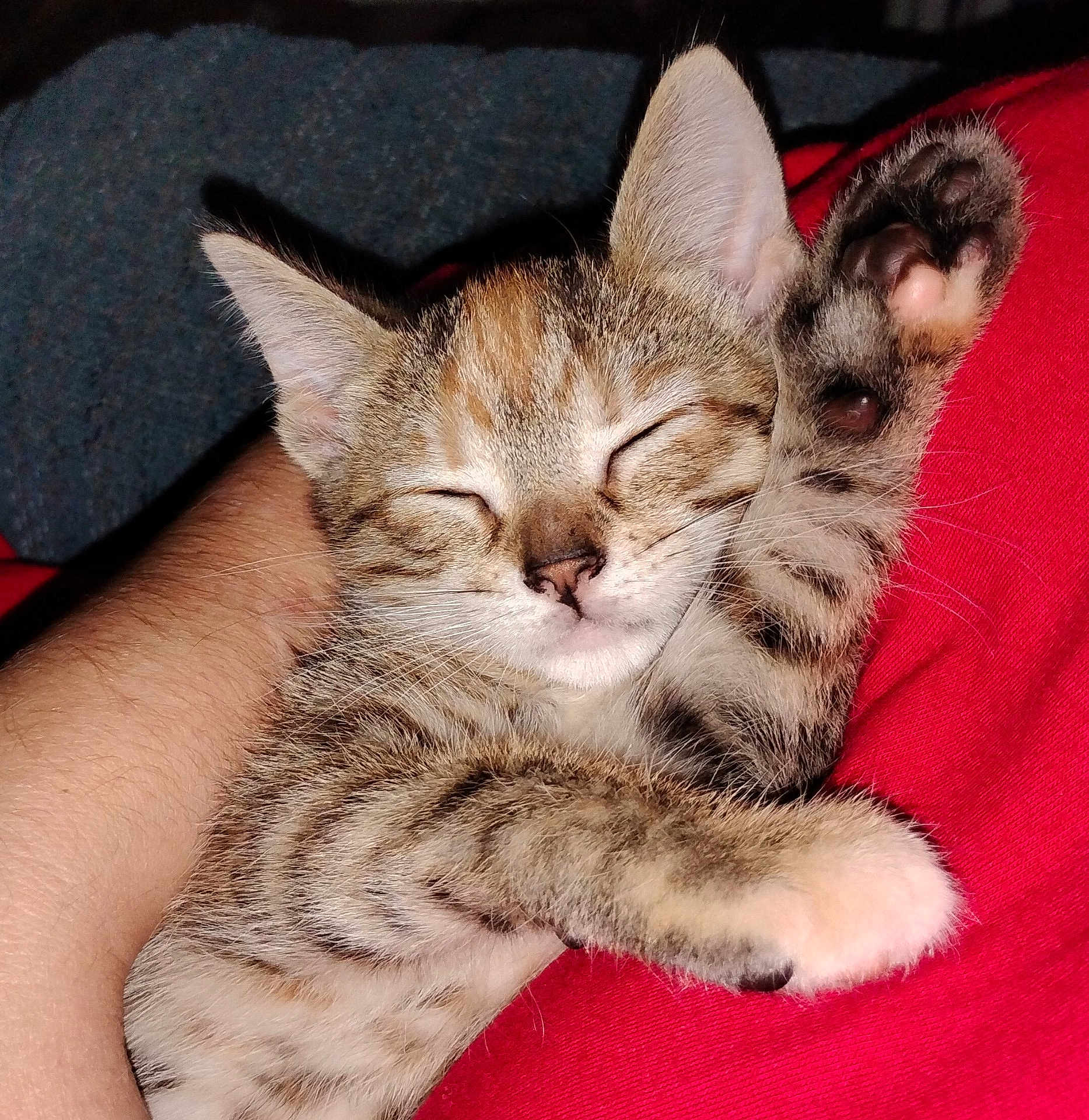 Stella