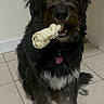 dog, bone, rawhide, black_fur, white_fur, pet, indoor, tile_floor, collar, tag, sitting, looking_up, fur, animal, companion, cute, domestic, canine, obedient, waiting