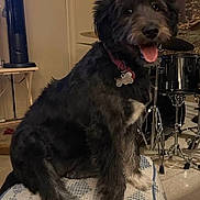 Nicky is registered to the contest to win money with this photo: dog, black_dog, pet, indoor, cushion, tongue_out, happy, furniture, drum_set, collar, tag, home_decor, floor, table, music_instrument, animal, sitting, domestic_animal, canine, smiling