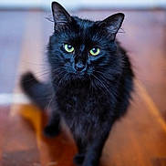 Disco joined the competition — help win amazing prizes! animal, black_cat, blurred_background, cat, close_up, confident, curious, cute, domestic_cat, feline, focused, fur, green_eyes, indoor, pet, portrait, soft_light, walking, whiskers, wooden_floor