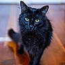 animal, black_cat, blurred_background, cat, close_up, confident, curious, cute, domestic_cat, feline, focused, fur, green_eyes, indoor, pet, portrait, soft_light, walking, whiskers, wooden_floor