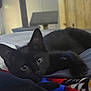 black_cat, kitten, animal, pet, indoor, blanket, colorful, resting, cute, fur, whiskers, ears, eyes, face, cozy, soft, home, furniture, relaxed, lying_down