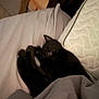 Miss Riot joined the competition — help win amazing prizes! black_cat, sleeping, bed, blanket, pillow, cozy, indoor, resting, fur, animal, pet, feline, cute, comfort, relaxation, dark, soft, home, quiet, peaceful