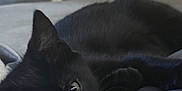 Miss Riot joined the competition — help win amazing prizes! black_cat, cat, pet, animal, indoor, resting, blanket, colorful, feline, cozy, fur, whiskers, closeup, cute, lying_down, domestic_cat, relaxing, soft_light, home, comfort