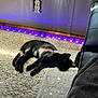 cat, black_cat, carpet, sunlight, indoor, led_lights, purple_lights, wall, electrical_outlet, chair, blanket, relaxing, pet, fur, shadow, cozy, home, resting, animal, quiet