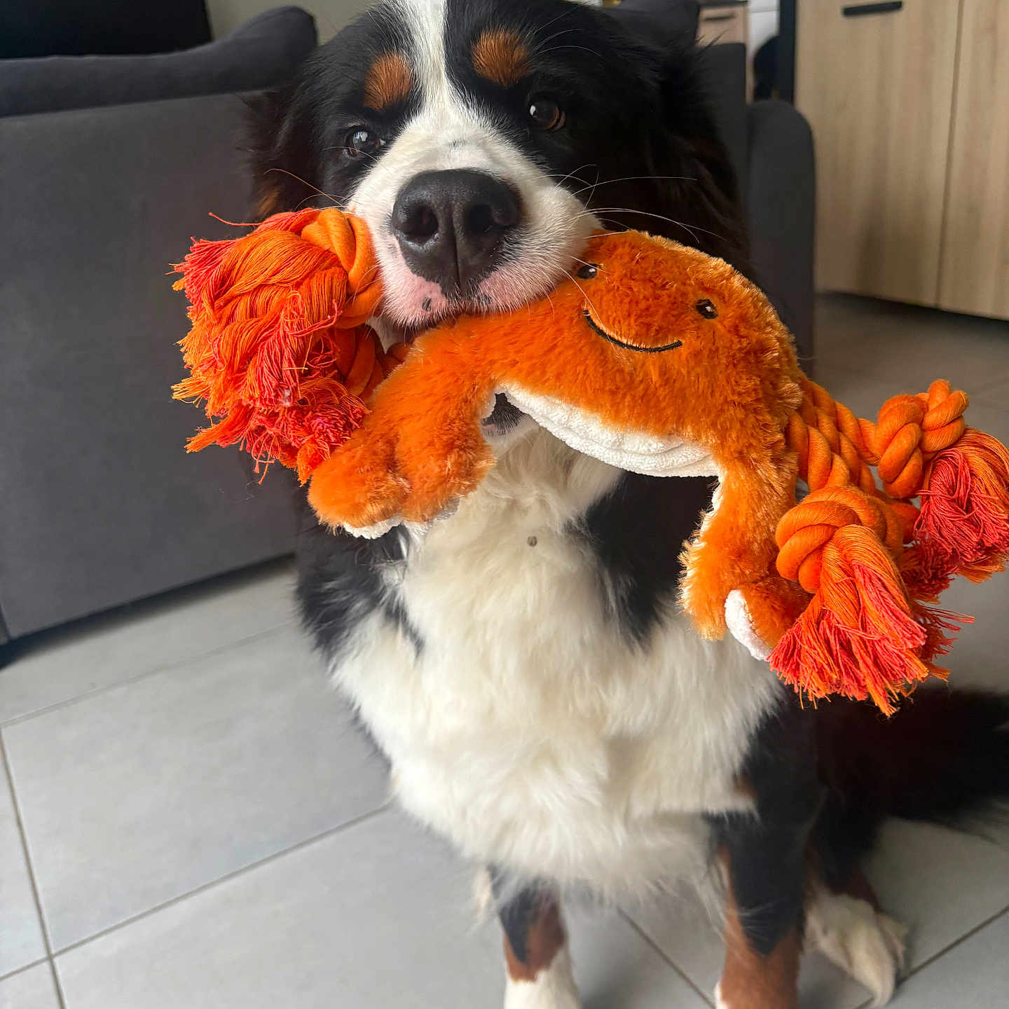 Naya a rejoint le concours — aidez-le/la à gagner de superbes lots ! animal, architecture, building, canine, clothing, cockerspaniel, collie, costume, couch, dog, furniture, hound, indoors, livingroom, person, pet, plush, puppy, room, toy